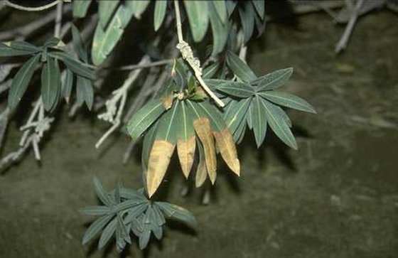 Levélperzselődés (Xylella fastidiosa) a leander levelein
